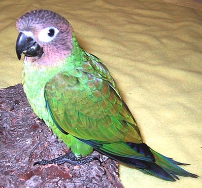 Aratinga weddellii 